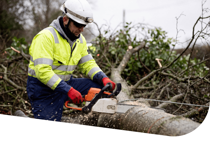 Tree surgeon