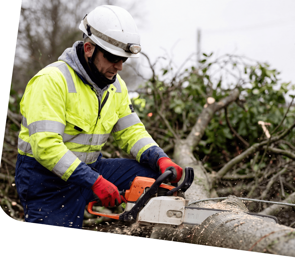 Tree surgeon